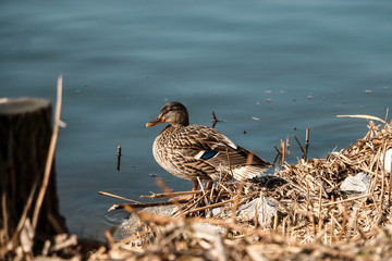 duck on beach