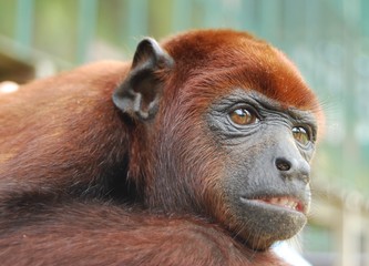 mono aullador en reserva, Perú
