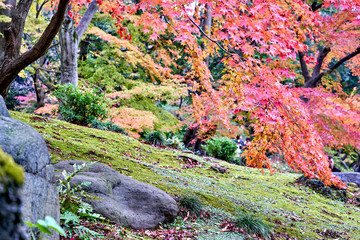 Red leaves are falling on the green moss in the garden