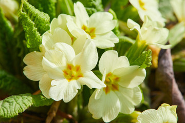 Yellow Primula vulgaris, primrose. Flowering Primula in the garden