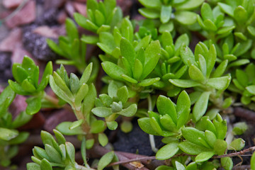  Plant Sempervivum tectorum flower. Flowering sempervivum. (Sempervivum arachnoideum. Sempervivum tectorum) Great healthy plant for herbal medicine