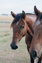 Fototapeta premium portrait of a horse