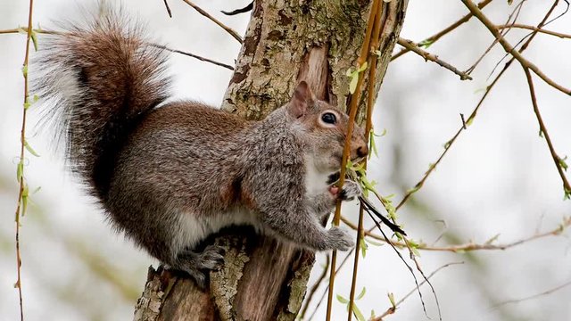 A Grey Squirrel (Sciurus carolinensis) eating spring shoots acrobatically from a tree at Daisy Nook, Oldham