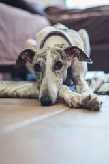 White and tabby Spanish greyhound lying on the ground with a brown sofa behind him and a large...