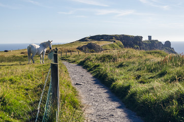 White horse by the path to Cliffs of Moher