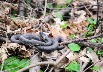 A long natrix natrix grass snake is lying in the sun in the spring forest.