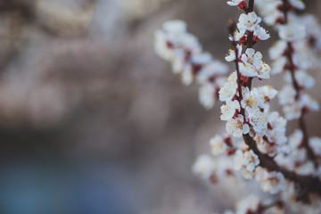 Beautiful floral spring abstract background of nature. Branches of blossoming apricot macro with soft focus on gentle light blue sky background. For easter and spring greeting cards with copy space