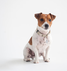 jack russell terrier isolated on white background