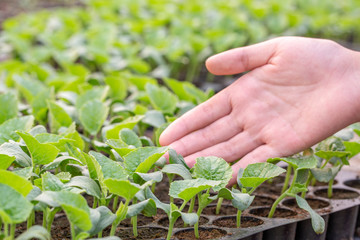 Fototapeta na wymiar Close up farmers take care of vegetable hydroponic organic planting.