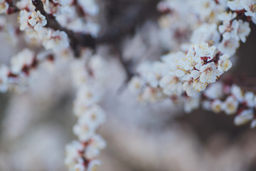 Beautiful floral spring abstract background of nature. Branches of blossoming apricot macro with soft focus on gentle light blue sky background. For easter and spring greeting cards with copy space