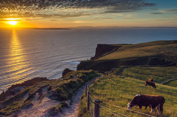 Cows with a sunset at cliffs of moher