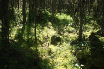 Fototapeta premium morning in the forest