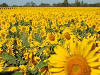Champs de tournesols