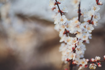 Beautiful floral spring abstract background of nature. Branches of blossoming apricot macro with soft focus on gentle light blue sky background. For easter and spring greeting cards with copy space