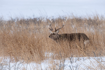 Hokkaido sika deer, Cervus nippon yesoensis The deer is standing in the cold winter environment Japan Hokkaido Wildlife scene from Asia nature.