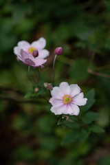 Anemone hupehensis or japanese anemone with pink petals and yellow stamens