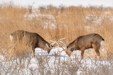 Hokkaido sika deer, Cervus nippon yesoensis The deers are fighting in the cold winter environment...