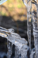 Transparent icicles hanging from the tree branches in the morning of early spring during sunny day. 