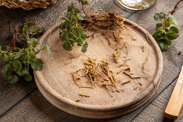 Cut-up nettle roots collected in spring - ingredient to prepare herbal tincture