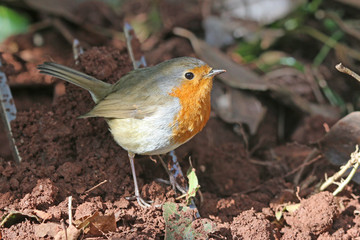 robin perched on a fork	