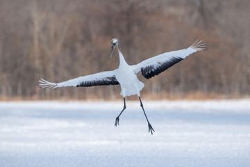 The Red-crowned crane, Grus japonensis The crane is dancing in beautiful artick winter environment Japan Hokkaido Wildlife scene from Asia nature.