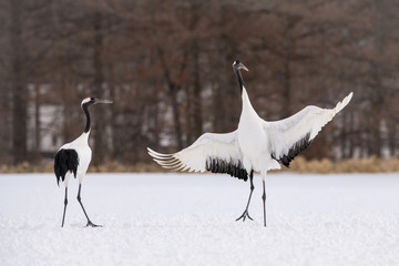 The Red-crowned crane, Grus japonensis The crane is dancing in beautiful artick winter environment Japan Hokkaido Wildlife scene from Asia nature. © Petr Šimon