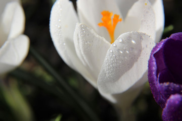 Beautiful tender crocuses close-up in the dew drops. Early spring-flowering. Natural spring flowers macro background. Hd floral wallpapers for desktop.