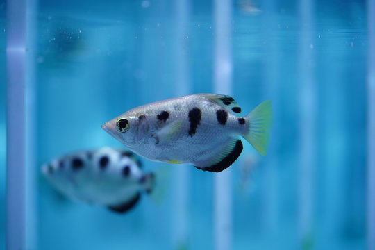 「テッポウウオ」の写真素材 369件の無料イラスト画像 Adobe Stock