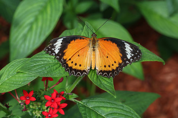 An Orange Lacewing butterfly alighting on a green background