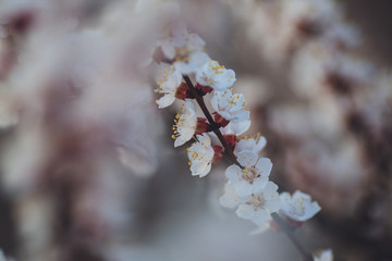 Beautiful floral spring abstract background of nature. Branches of blossoming apricot macro with soft focus on gentle light blue sky background. For easter and spring greeting cards with copy space