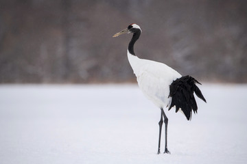 Obraz premium The Red-crowned crane, Grus japonensis The bird is standing in beautiful artick winter environment Japan Hokkaido Wildlife scene from Asia nature.