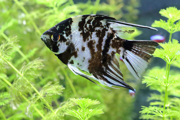 Beautiful scalaria fish in clear aquarium water