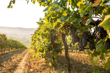 Fototapeta na wymiar vineyard in the morning with ripe red grape bunch in a row vine