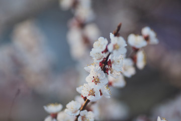 Beautiful floral spring abstract background of nature. Branches of blossoming apricot macro with soft focus on gentle light blue sky background. For easter and spring greeting cards with copy space