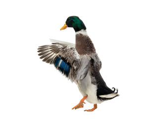 standing beautiful brown duck with spread wings isolated on a white background.