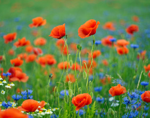 Poppy field with cornflower and grass. Country landscape. Colorful background