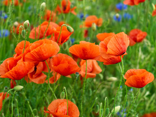 Poppy field with cornflower and grass. Summer landscape. Colorful background