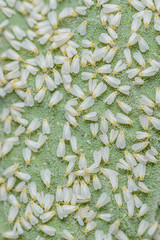 Eingeschleppte Gewächshausmottenschildlaus vermehrt sich massenhaft, Neozoen Weiße Fliege in...