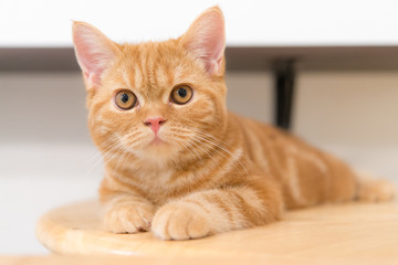Cute scottish fold cat on wood table.