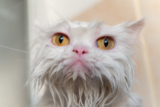 Close up photo of white persian cat with angry or funny face after take a bath