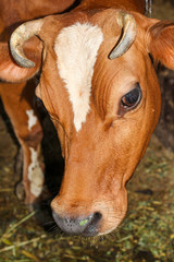 portrait of a brown cow