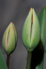 Tulip 