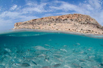 pwsci ed isolo sopra e sotto l'acqua