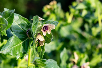 Wild-growing poisonous herb Hyoscyamus. Beige flower with lilac veins