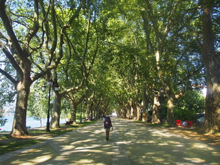 Pilgrim walking through beautiful greenery road to Santiago de Compostela, Camino de Santiago, Way of St. James, Journey from Barcelos to Ponte de Lima, Portuguese way, Portugal