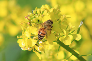 Flor amarilla y la abeja que se nutre de ella