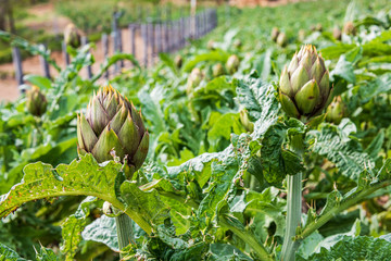 Field of Artichoke plant