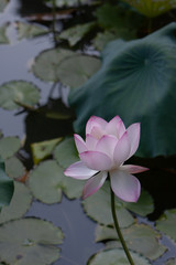 6 July 2008  Lotus. Garden, asia. beautiful lotus flower on the water