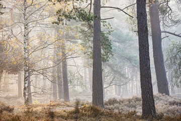 Trees in forest on a cold wintermorning