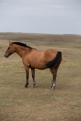 Fototapeta premium horse in the field